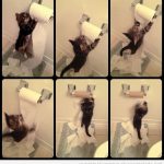 Fotos graciosas de un gato pequeño contra un rollo de papel de váter