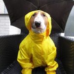 Imagen graciosa de un perro preparado para la lluvia con chubasquero y paraguas