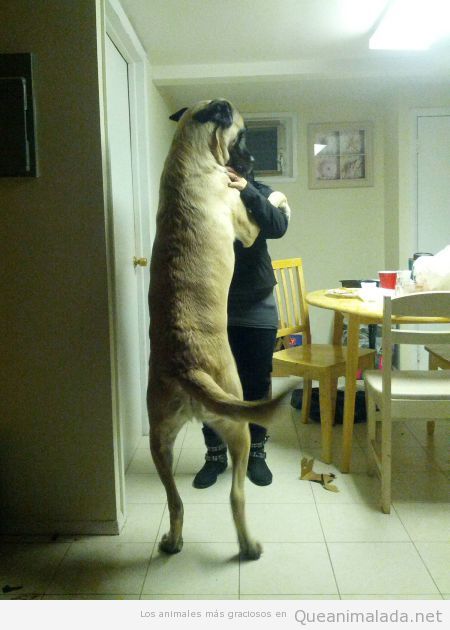 Foto divertida de un perro muy grande bailando con una mujer