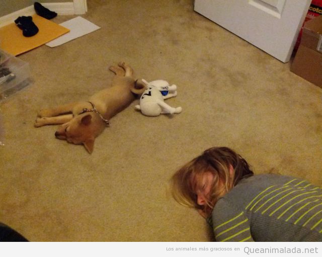 Perro, peluche y mujer durmiendo en el suelo