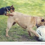Imagen divertida de un erro pequeño y perro grande jugando fútbol