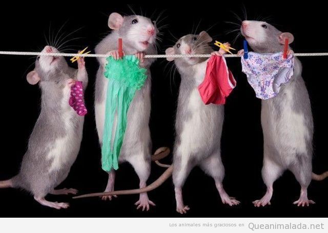 Fotos graciosas de ratonas haciendo colada ropa sexy