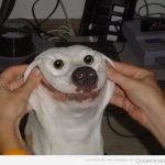 Imagen divertida de perro con sonrisa forzada