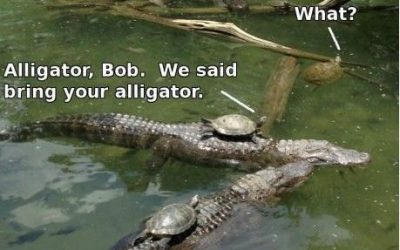 Tortugas de crucero por el río….