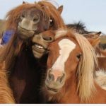 Imagen divertida de tres caballos que parecen posar para una foto como modelos
