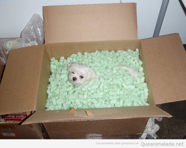 Foto graciosa de cachorro de perro enterrado en una caja con porexpan