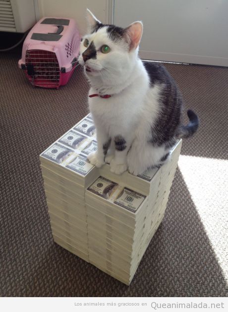 Gato mafioso subido en una montaña de billetes