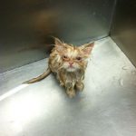 Foto graciosa gato con pelo mojado