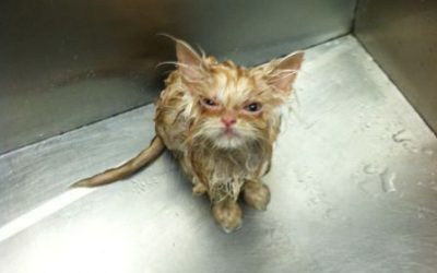 Gato o gremlin?