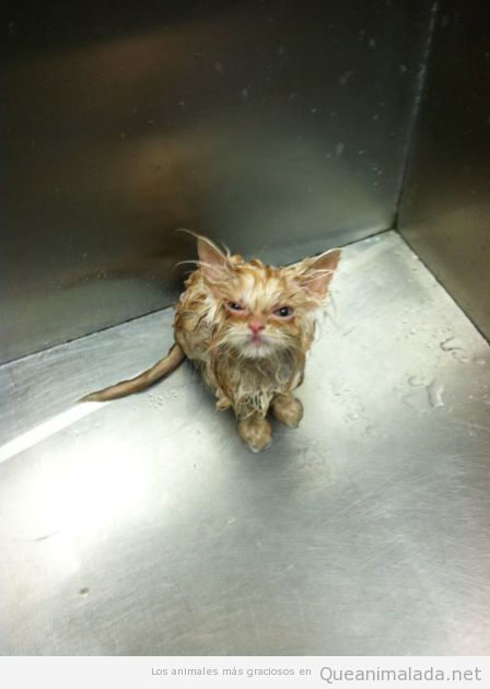 Foto graciosa gato con pelo mojado