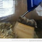 Imagen graciosa de un hamster comiendo