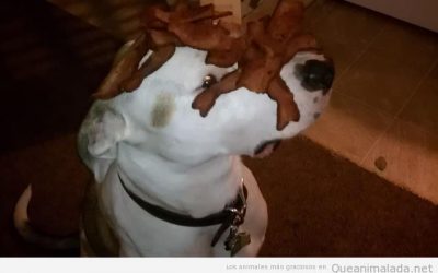 Quítame el bacon de la cara, quítamelo!