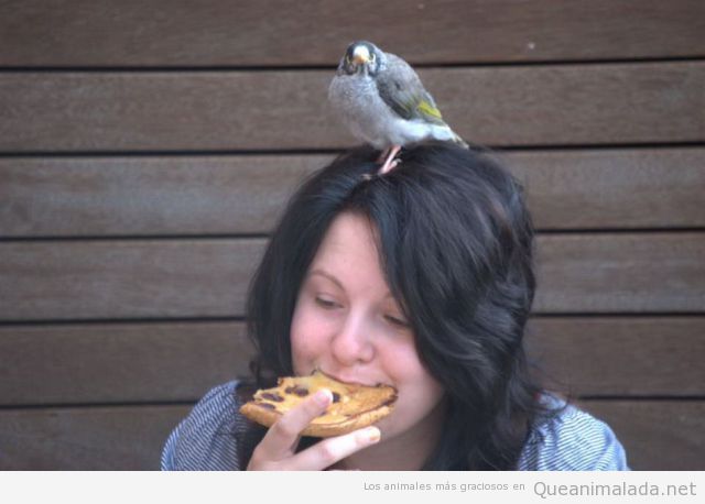 Foto graciosa de chica que come pizza en la calle con un pájaro en la cabeza