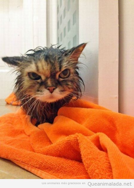 Foto graciosa de gato mojado con cara de mala hostia