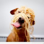 Perro gracioso con la cara llena de espaguetis