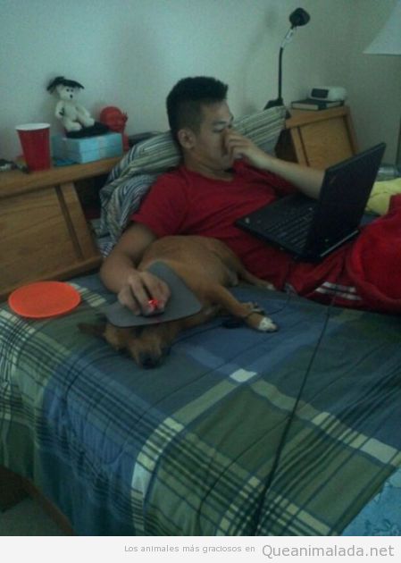 Tu perro, esa mesa auxiliar para ordenador