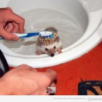 Erizo bebé en la ducha, lavándose con cepillo de dientes