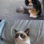 Conversación graciosa entre gatos gruñones o grumpy cats
