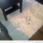 Perro gracioso blanco camuflado en una alfombra blanca