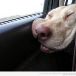 imagen graciosa perro echando la siesta en el coche