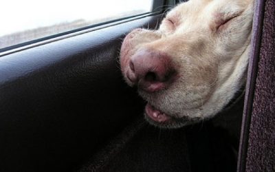 Siestecitas épicas en el coche!