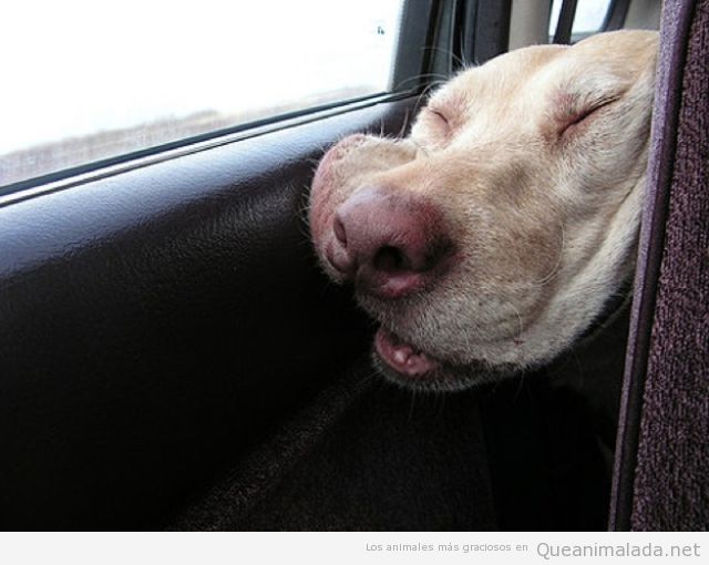 imagen graciosa perro echando la siesta en el coche