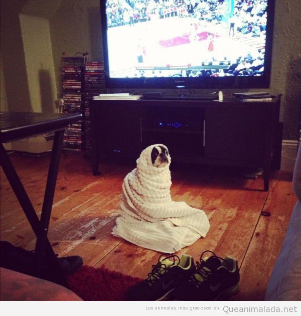 Foto graciosa de un perro enrollado en una manta viendo la tele