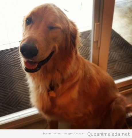 Foto graciosa de un perro ligón guiñando un ojo
