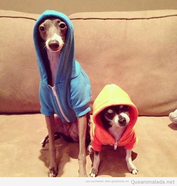 Fotos graciosas de dos perros con sudadera y capuchas