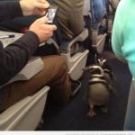 Foto graciosa de pingüinos en avión