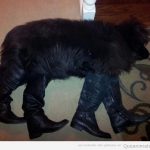Foto graciosa de un perro con botas mientras duerme