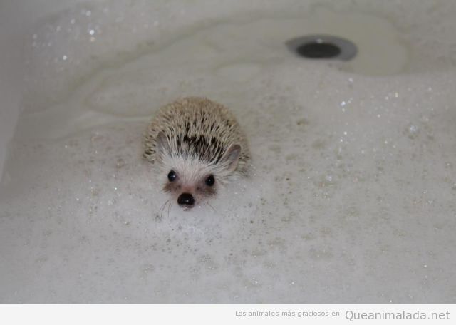 Foto bonita y tierna de erizo bebé dandose un baño