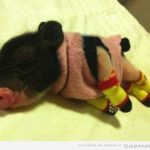 Foto tierna y bonita de un cerdo bebé con traje de lana