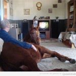 Imagen graciosa de un caballo dentro de casa viendo la tele