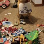 El perro que odiaba la Navidad