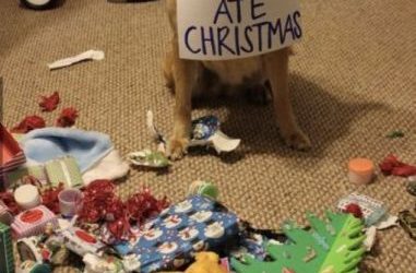 El perro que odiaba la Navidad
