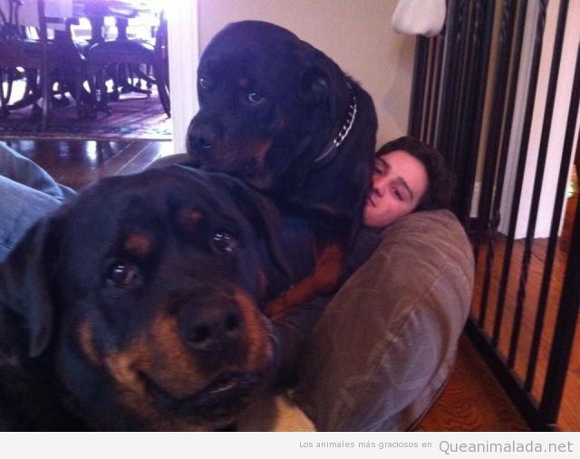 Imagen chistosa de dos rottweiler encima de su dueño en el sofá