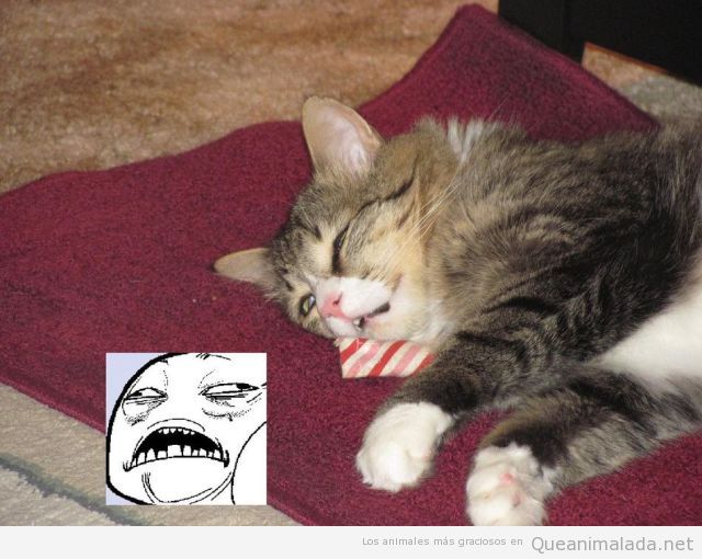 Gato gracioso durmiendo, parece un meme