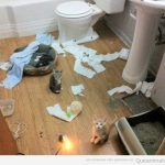 Foto graciosa de un grupo de gatos destrozando el baño