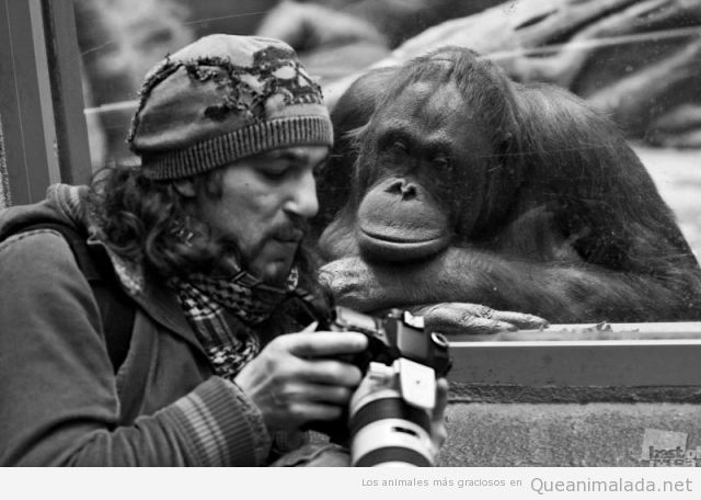 Imagen divertida de un orangután mirando  la cámara digital de un fotógrafo