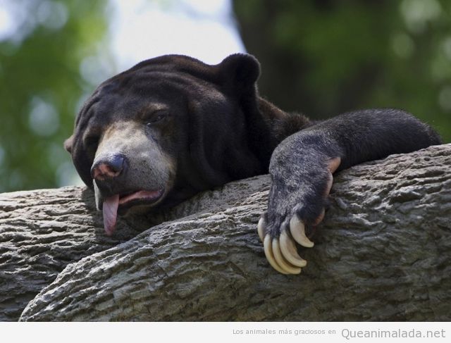 Foto gracioso de oso cansado con la lengua fuera
