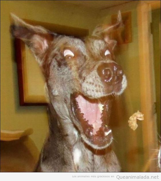 Foto graciosa de perro con cara de loco por un cereal