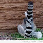 Foto graciosa de un mapache escondido detrás de su cola