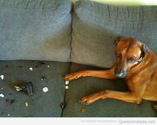 Foto graciosa de un perro que ha roto el mando de la videoconsola