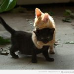 Imagen graciosa de un gato abrazando a otro