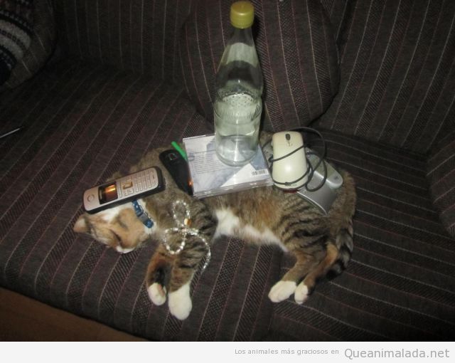 Foto graciosa de un gato durmiendo en el sofá con objetos encima