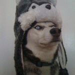 Gif animado gracioso de un perro husky con sombrero de husky