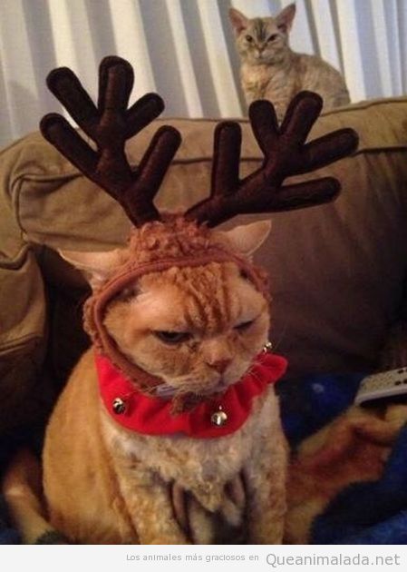 Foto graciosa de un gato disfrazado de reno en Navidad