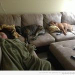 Imagen divertida de dos perros y su dueña echando siesta sofá