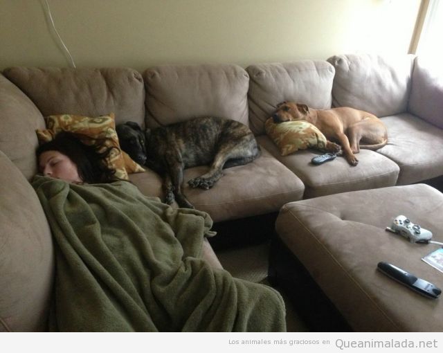 Imagen divertida de dos perros y su dueña echando siesta sofá
